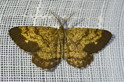 Photo of Common Heath (Ematurga atomaria)