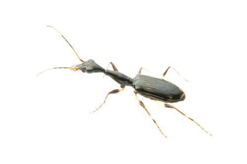 Colliuris lioptera photo 5