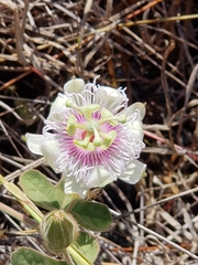 Passiflora santiagana
