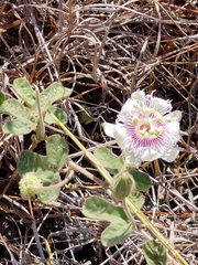 Passiflora santiagana