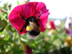 Bombus terrestris dalmatinus