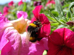 Bombus terrestris dalmatinus