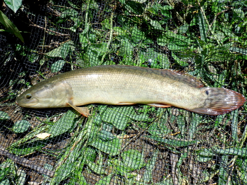 Eyetail Bowfin