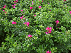 Rosa rugosa