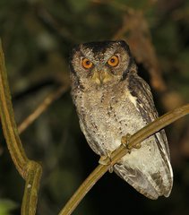 Otus lempiji