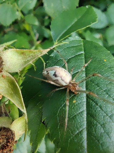 Blunt Stretch Spider