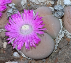 Gibbaeum heathii