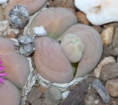 Gibbaeum heathii