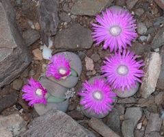 Gibbaeum heathii