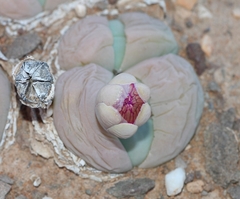 Gibbaeum heathii