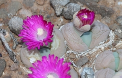 Gibbaeum heathii