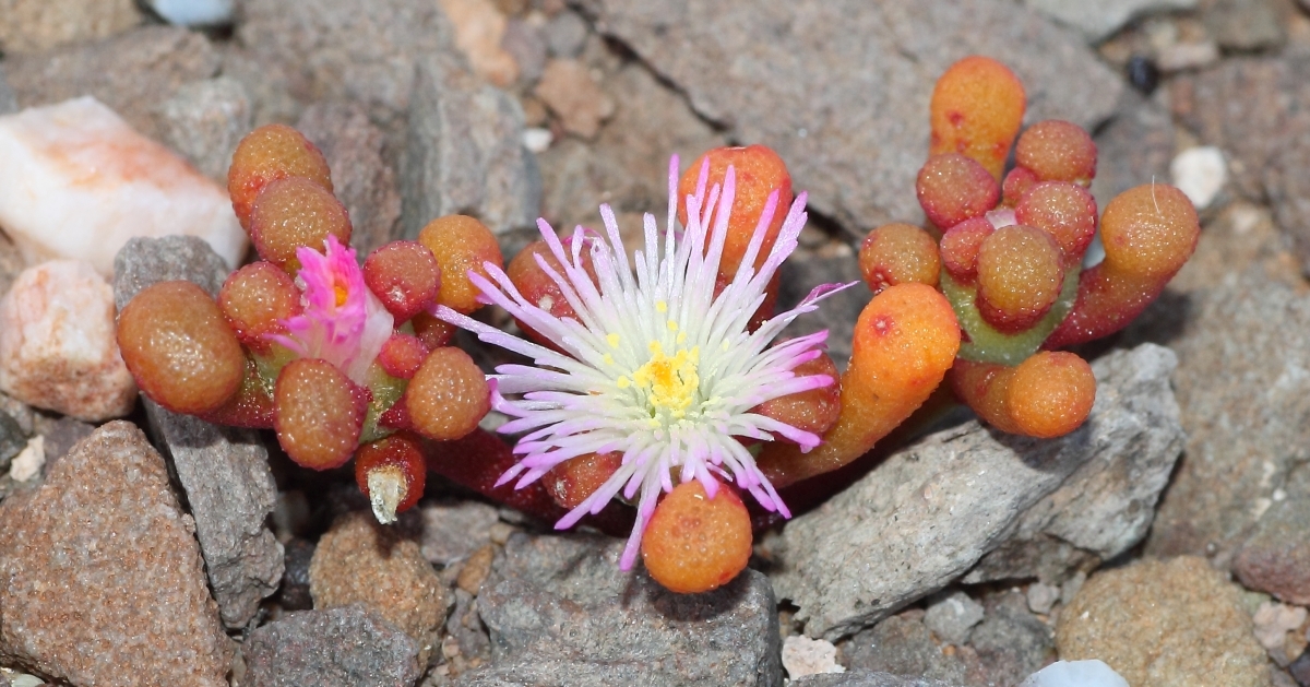 Mesembryanthemum subtruncatum L. Bolus 2