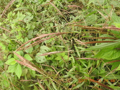 Microstegium ciliatum