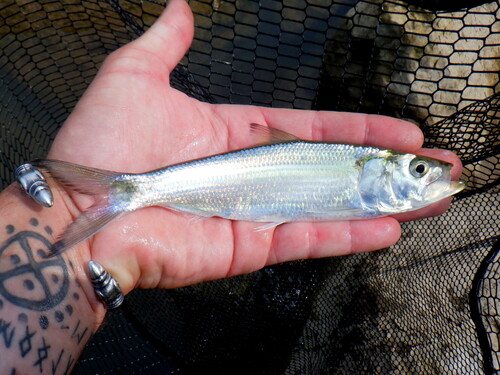 Blue herring (Alosa chrysochloris) — Clupeidae — 2