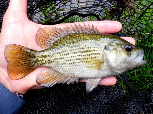 Rock Bass