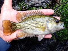 Rock Bass photo 2