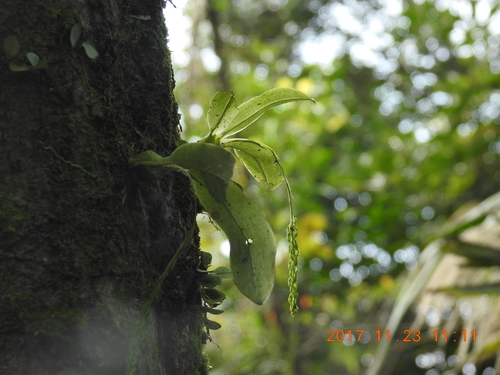 Image of Liparis elliptica by (c) fagushayata, some rights reserved (CC BY-SA)