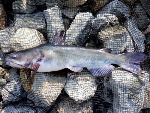 White Catfish