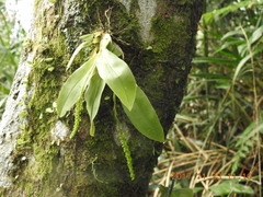 Liparis elliptica