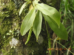 Liparis elliptica