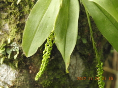 Liparis elliptica
