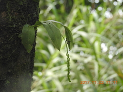 Liparis elliptica