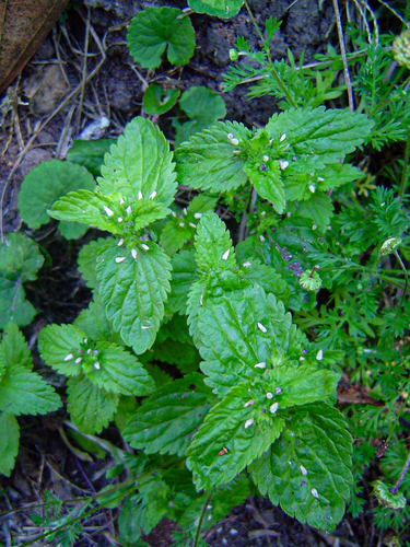 Veronica javanica image