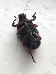 Eudicella tetraspilota euthalia