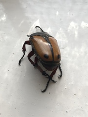 Eudicella tetraspilota euthalia