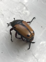 Eudicella tetraspilota euthalia