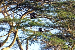 Colobus guereza matschiei