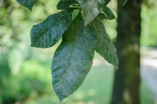 Horse-Chestnut Powdery Mildew