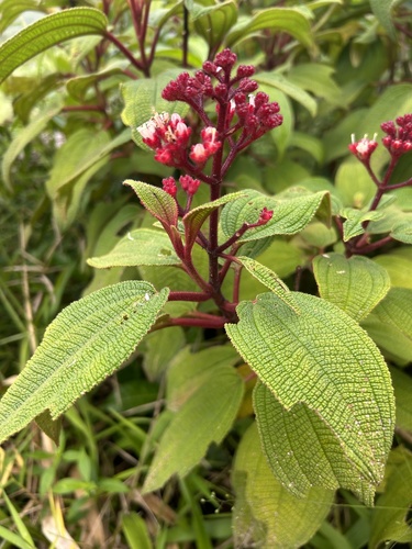 Miconia foveolata