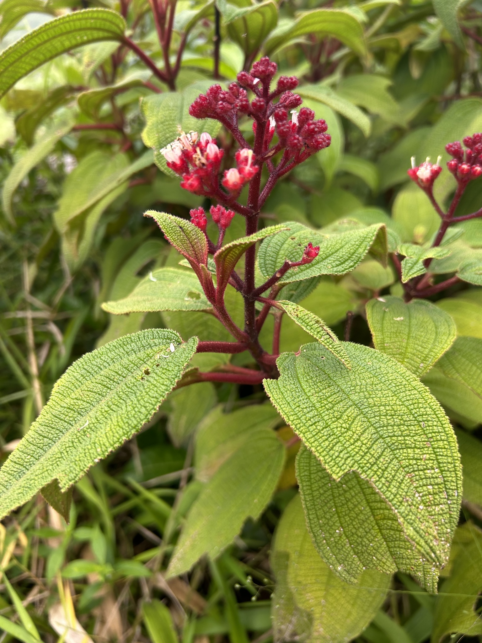 Miconia foveolata