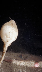 Boltenia ovifera