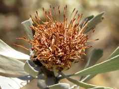 Leucospermum rodolentum
