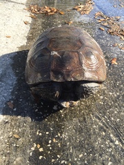 Gopherus polyphemus