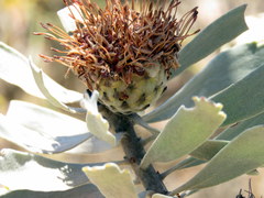 Leucospermum rodolentum