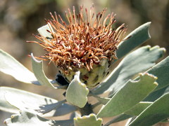 Leucospermum rodolentum