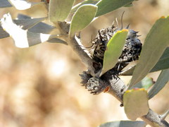 Leucospermum rodolentum