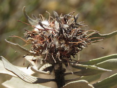 Leucospermum rodolentum