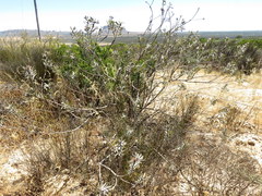 Leucospermum rodolentum
