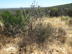 Leucospermum rodolentum