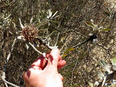 Leucospermum rodolentum