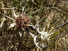 Leucospermum rodolentum