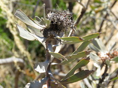 Leucospermum rodolentum
