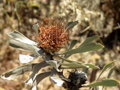 Leucospermum rodolentum
