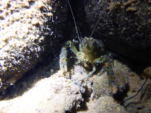 Paranephrops planifrons