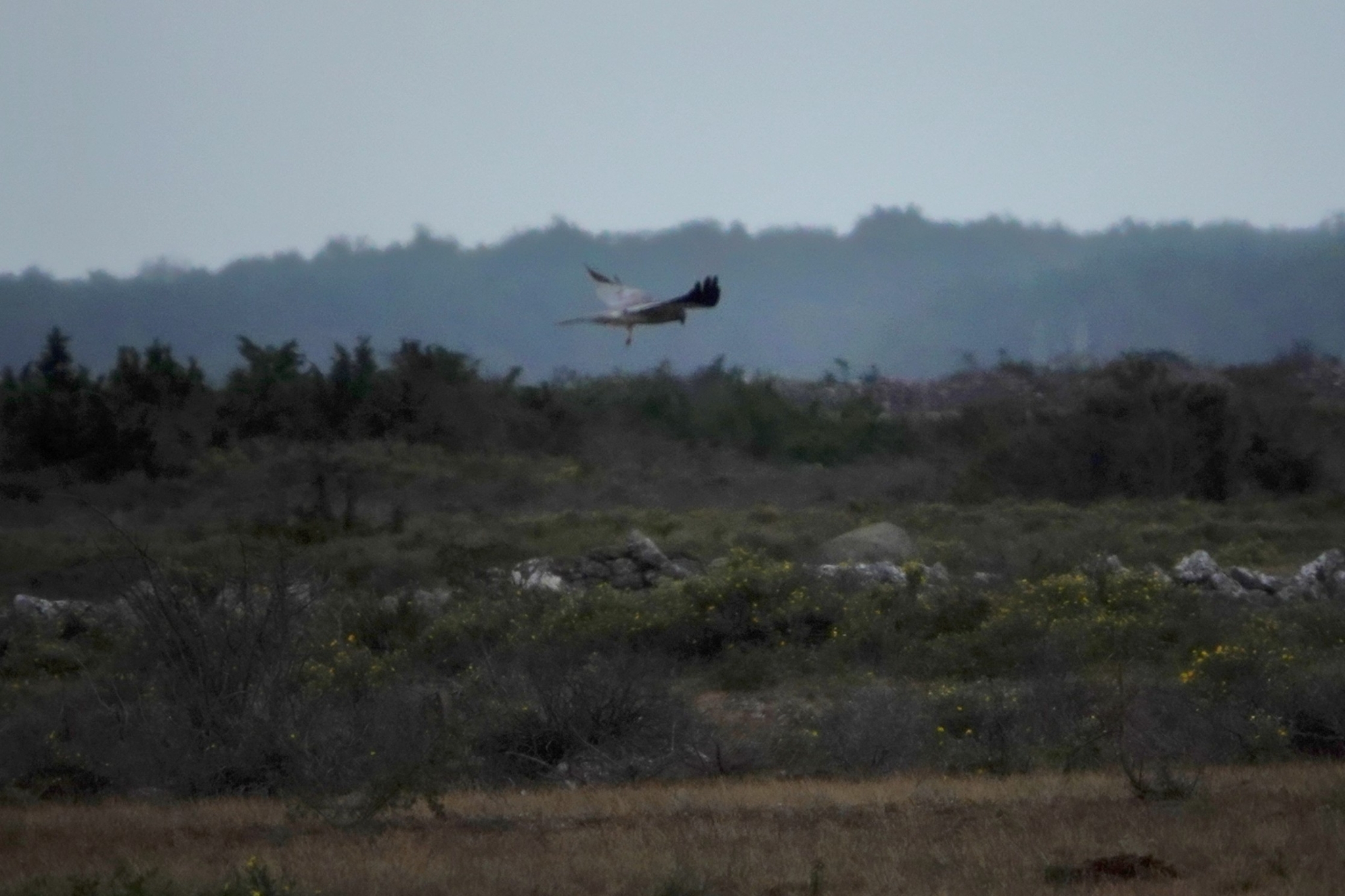 Montagu's Harrier