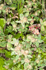 Trifolium striatum
